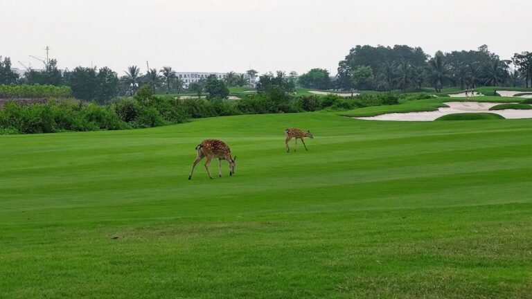 featured_ebb988ed8e84-eab3a8ed9484-ed9598ec9db4ed9081-vinpearl-golf-hai-phon