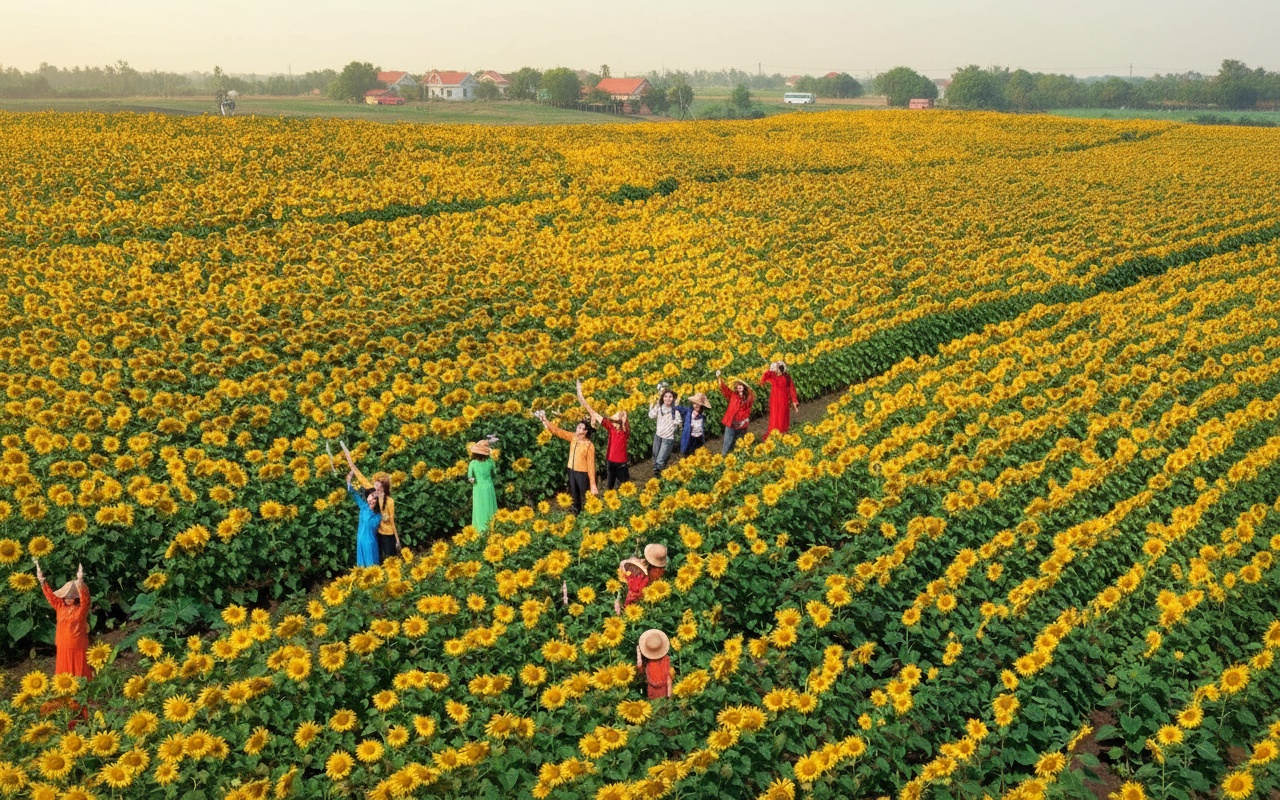 아름다운 해바라기 밭 사진 촬영 시 유의사항