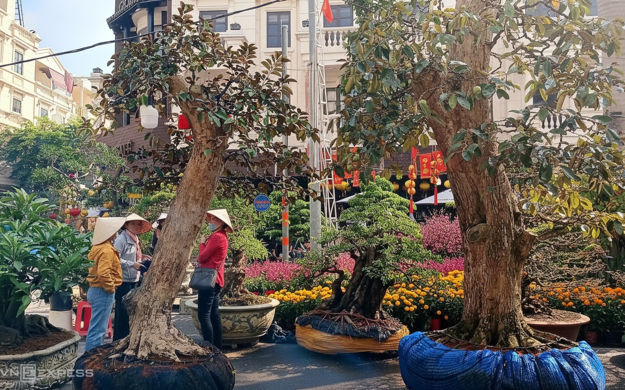 50년 된 화분 나무, '고객 찾으러 거리로 나섰다'